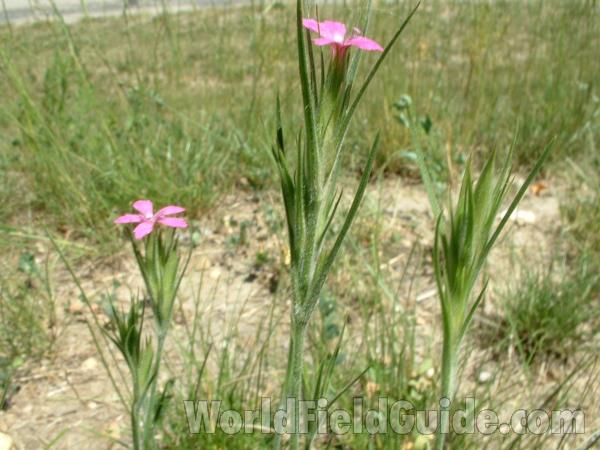 Top Of Plant - Side View<br>(Location of Picture: Garden, Morraine, Il, USA, 2005)