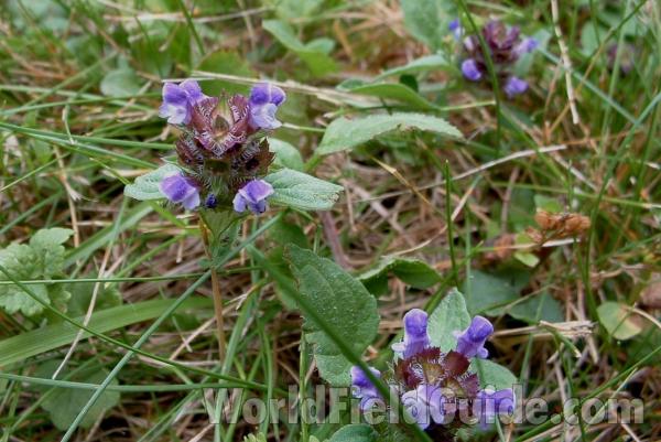 Top Of Plant in  Bloom - Top View<br>(Location of Picture: Lawn, Round Lake, Il, USA, 2005)