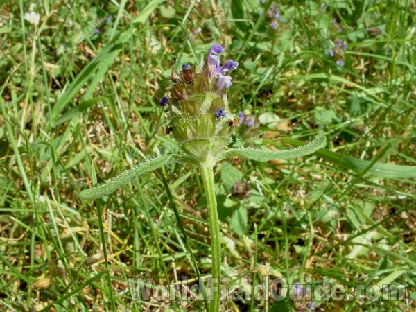 Top Of Plant in  Bloom - Side View<br>(Location of Picture: Lawn, Round Lake, Il, USA, 2005)