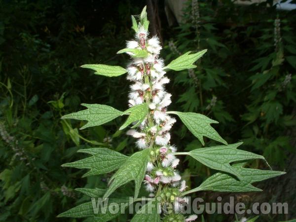 Top Of Plant in  Bloom<br>(Location of Picture: Round Lake, Il, USA, June 28, '05)