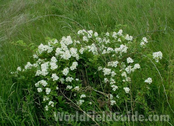 Habitat View<br>(Location of Picture: Volo Park, Il, USA, June 9, 2005)