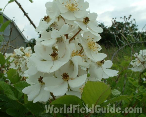 Flowers<br>(Location of Picture: Volo Park, Il, USA, June 9, 2005)