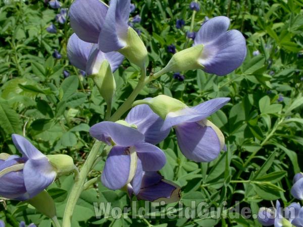 Flowers<br>(Location of Picture: Garden, Round Lake, Il, USA, 2005)