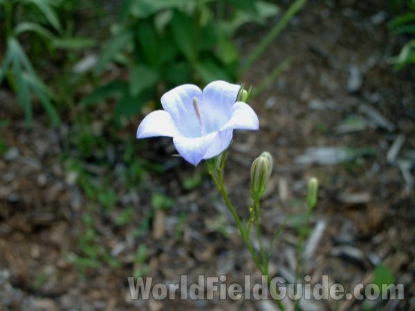 Flower<br>(Location of Picture: Display, Volo Bog, Illinois, USA)