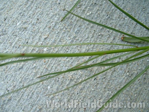 Leaves Over 5 in ches<br>(Location of Picture: Display, Volo Bog, Illinois, USA)