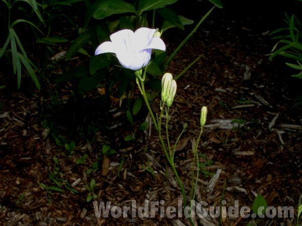 Silhouette<br>(Location of Picture: Display, Volo Bog, Illinois, USA)