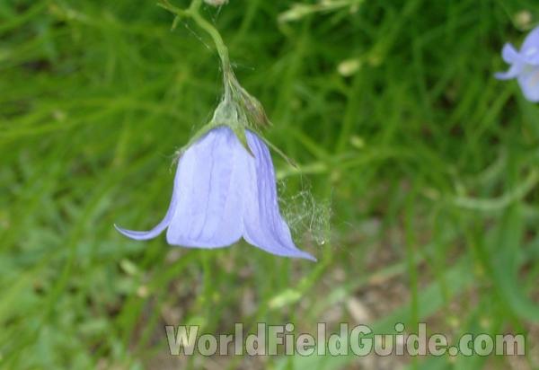 Flower - Side View<br>(Location of Picture: Display, Volo Bog, June 2, 2005)