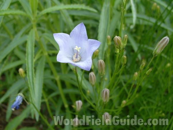 Flower - Front View<br>(Location of Picture: Display, Volo Bog, June 2, 2005)