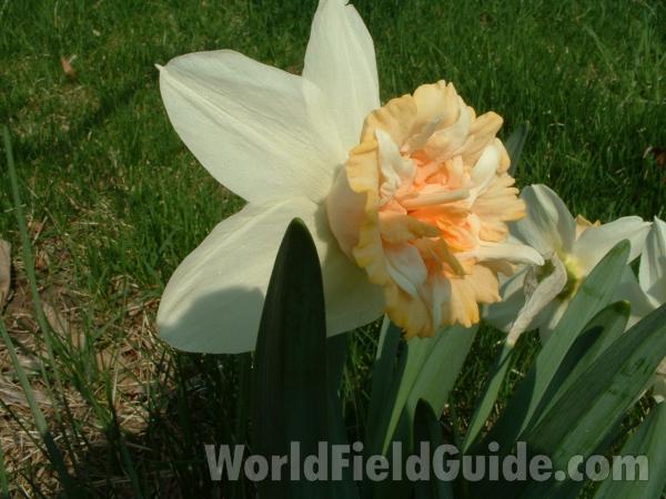 Flower - Side View<br>(Location of Picture: Garden, Round Lake, Il, USA, 2005)