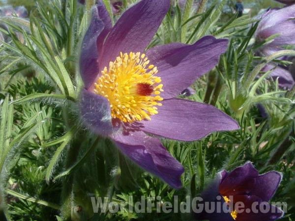 Flower - Angle View<br>(Location of Picture: Display, Volo Bog, Il, USA, Apr 28)