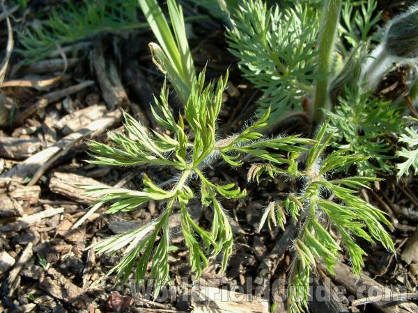 Leaves<br>(Location of Picture: Display, Volo Bog, Il, USA, 2005)