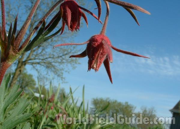Flower - Under View<br>(Location of Picture: Display, Volo Bog, Apr 28, '05)