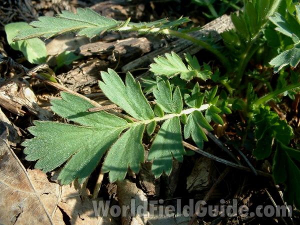 Leaf<br>(Location of Picture: Display, Volo Bog, Apr 28, '05)