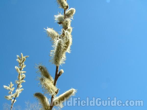 Catkins<br>(Location of Picture: Roadside, N Il, USA, Apr 9,  2005)