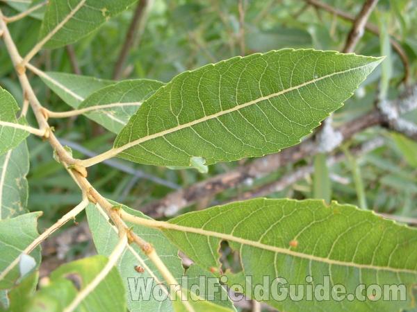 Leaf Showing Net Veins<br>(Location of Picture: Roadside, N Il, USA, July 11, '05)