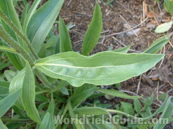Leaf<br>(Location of Picture: Volo Planting, Volo Bog, Il, USA)