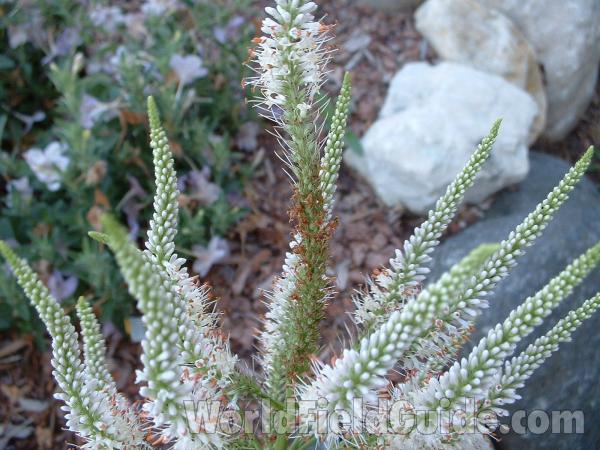 Flower Spike<br>(Location of Picture: Planting At Volo Park, Illinois, 05)