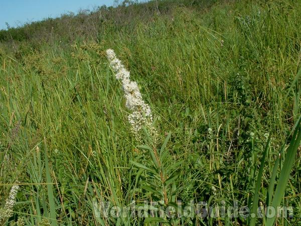 Habitat<br>(Location of Picture: Volo Bog, Il, USA, July 21, 2005)