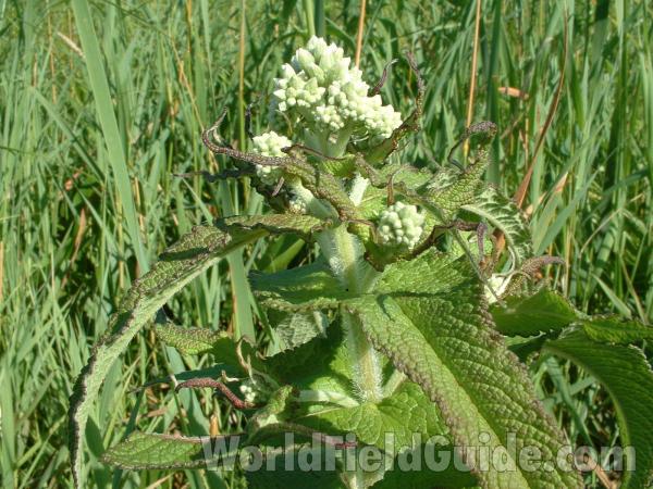 Hairy Stem<br>(Location of Picture: Voo Bog, Il, USA, July 21, 05)