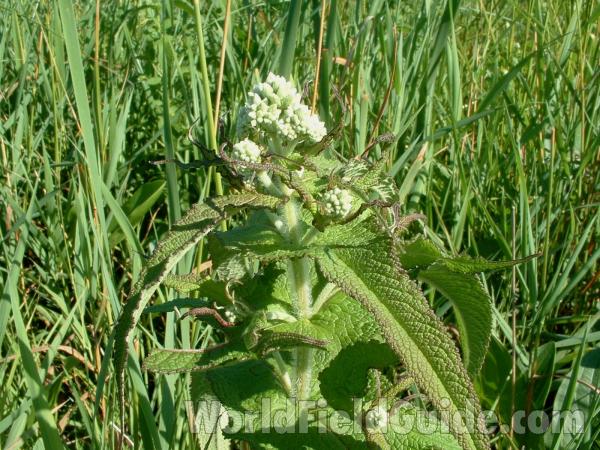 Top Of Plant in  Bloom<br>(Location of Picture: Voo Bog, Il, USA, July 21, 05)
