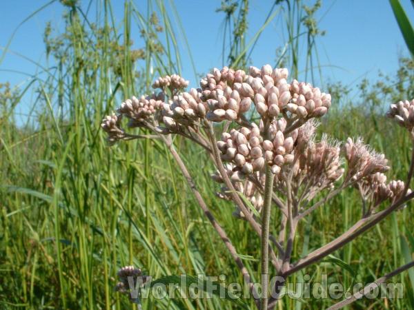 Prebloom Flowers<br>(Location of Picture: Volo Bog, Il, USA, July 21, 05)