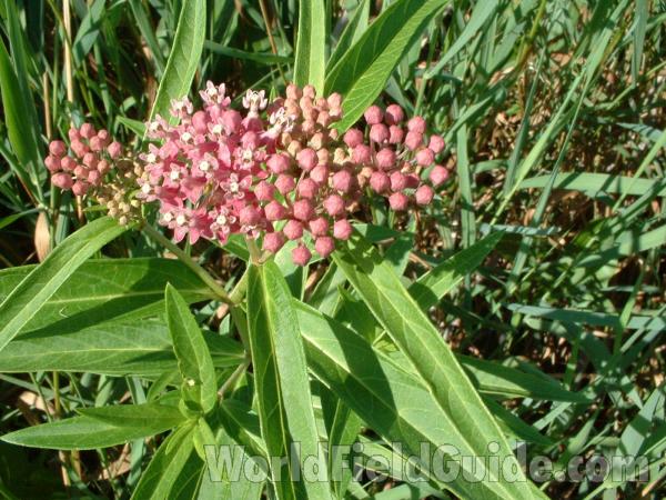 Flower Head - Close<br>(Location of Picture: Volo Bog, Illinois, July 21, 05)