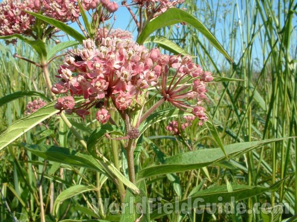 Flower Head - Very Close<br>(Location of Picture: Volo Bog, Illinois, July 21, 05)