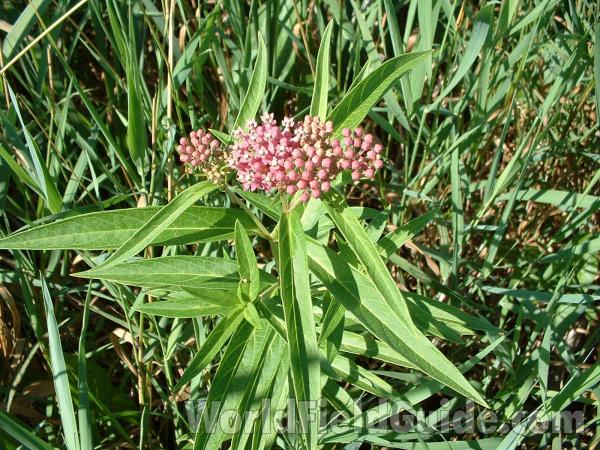 Top Of Plant Showing Narrow Leaves<br>(Location of Picture: Volo Bog, Illinois, July 21, 05)