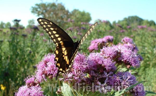 Habitat - On Flower<br>(Location of Picture: Volo Bog, Illlinois, July 21, 05)