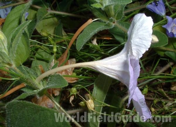 Flower - Side View - Closest<br>(Location of Picture: Volo Planting,  il, USA,  vii 2, 05)