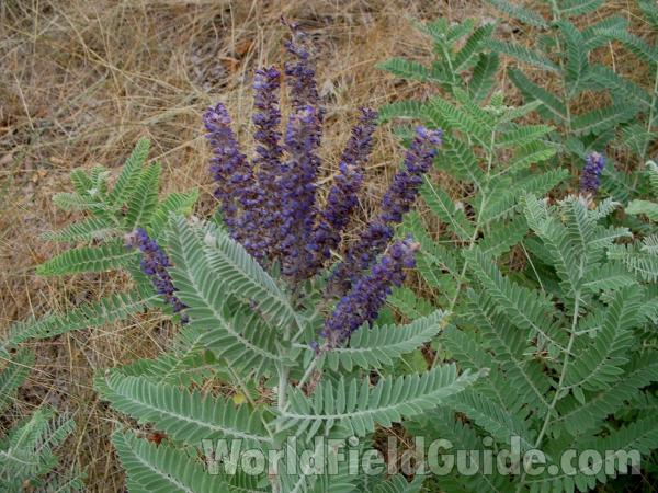 Top Of Plant in  Bloom<br>(Location of Picture: Mchenry Co, Illinois, USA, 2005)