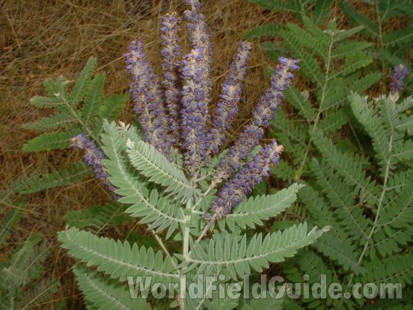 Top Of Plant in  Bloom - Close View<br>(Location of Picture: Mchenry Co, Illinois, USA, 2005)