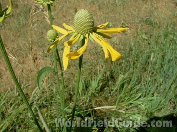 Flower - Prebloom<br>(Location of Picture: Glacier Park, Il July 1, 2005)