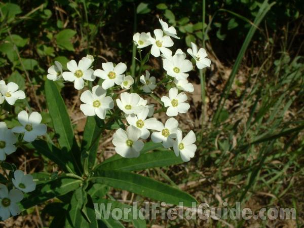 Flowers - Close View<br>(Location of Picture: Cuhlman Road, Illinois, USA, 2005)
