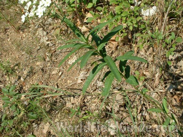 Stem and Leaves<br>(Location of Picture: Cuhlman Road, Illinois, USA, 2005)