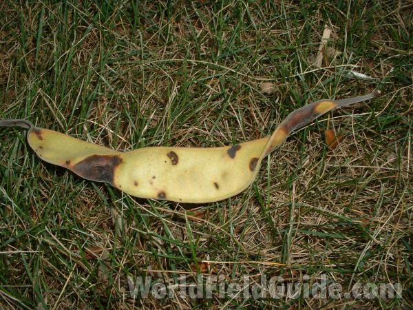 Pod<br>(Location of Picture: Shorewood Road, Lake Co, Il USA)