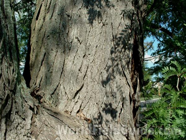 Trunk and Bark<br>(Location of Picture: Lake County, Illinois, USA, 2005)
