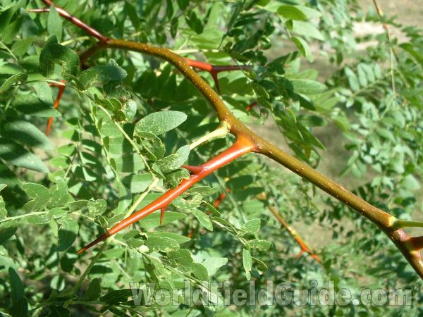 Spine<br>(Location of Picture: Lake County, Illinois, USA, 2005)