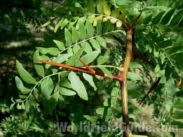 Leaves<br>(Location of Picture: Lake County, Illinois, USA, 2005)