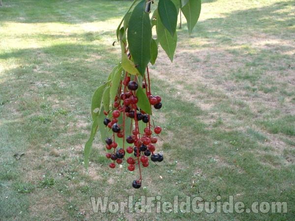Fruits and Leaves<br>(Location of Picture: Mchenry Co, Illinois, USA, 2005)
