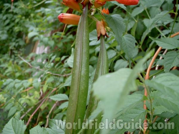 Pod - Close View<br>(Location of Picture: Ornamental, Round Lake, Illinois)