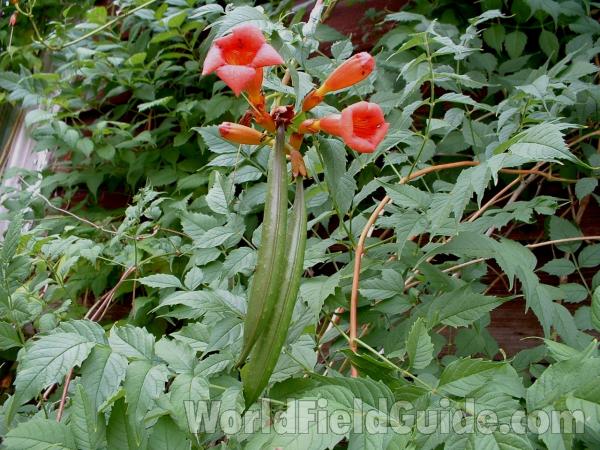 Pods and Flowers<br>(Location of Picture: Ornamental, Round Lake, Illinois)