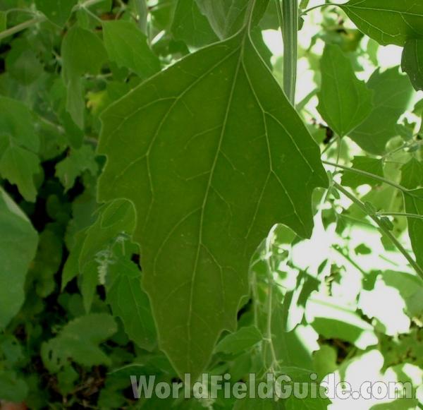 Leaf - Showing Veins<br>(Location of Picture: Round Lake, Il, USA, 2005)