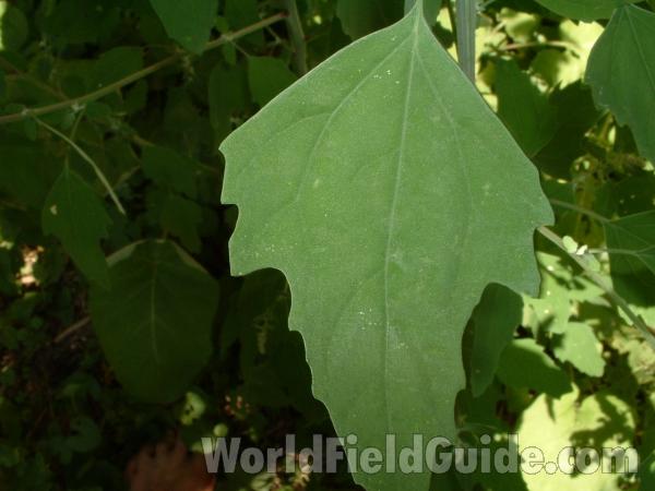 Leaf<br>(Location of Picture: Round Lake, Il, USA, 2005)