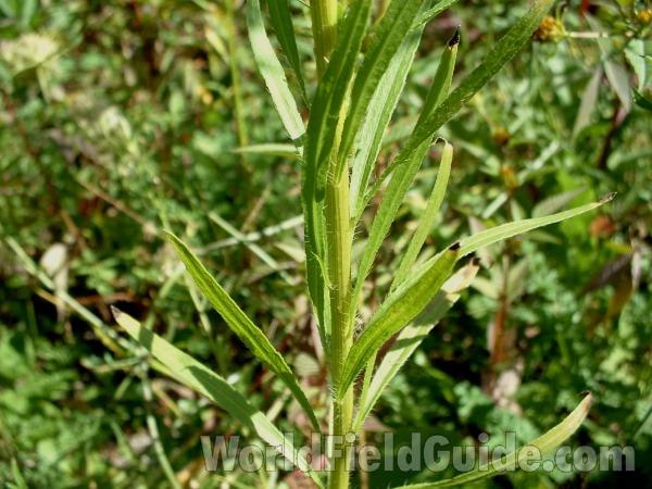 Stem and Leaves<br>(Location of Picture: Round Lake, Il, USA, 2005)