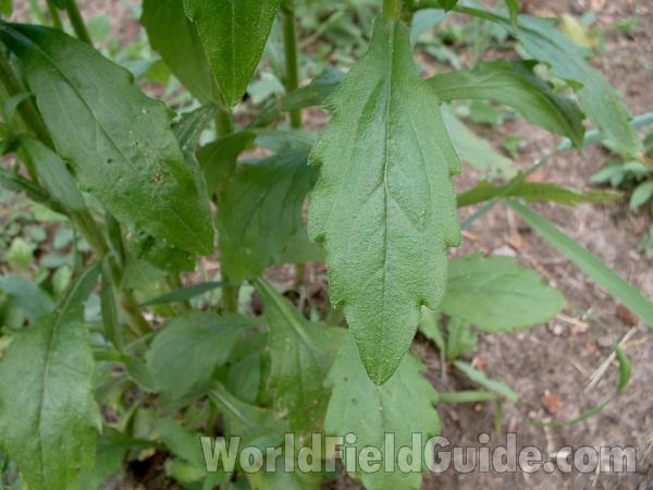 Leaf<br>(Location of Picture: Volo, Il, USA, June 9, 05)