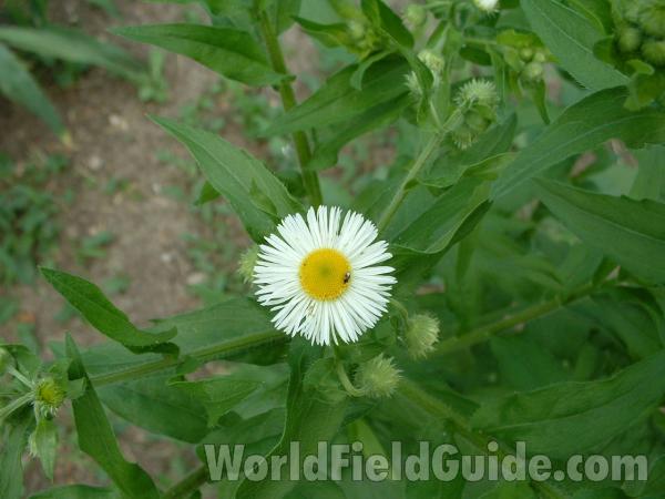 Flower - Top View<br>(Location of Picture: Volo, Il, USA, June 9, 05)