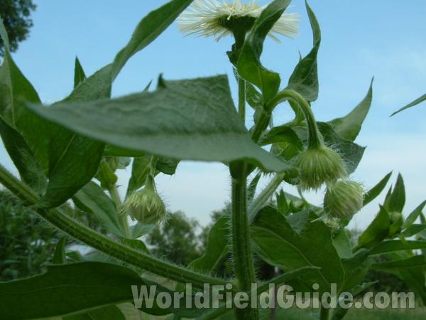 Stem Showing Spreading Hairs<br>(Location of Picture: Volo, Il, USA, June 9, 05)