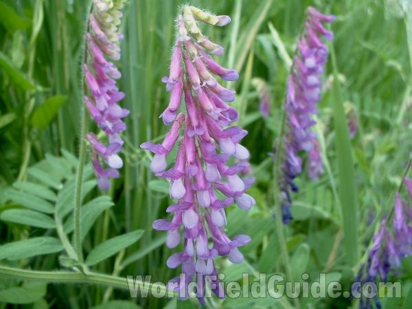 Flower Stalk<br>(Location of Picture: Volo, June 9, 2005)