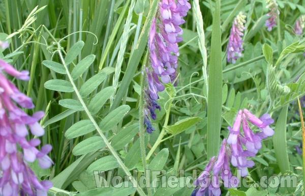 Leaf<br>(Location of Picture: Volo, June 9, 2005)